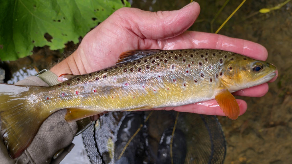 Photo of first Trout